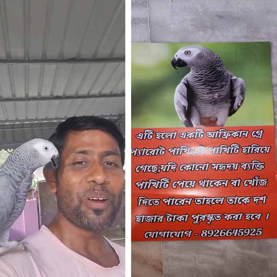 ଉଡିଯାଇଛି ଆଫ୍ରିକାନ ପାରା! ପ୍ରିୟ ରିଓ-ର ସନ୍ଧାନରେ ପାଣ୍ଡୁଆର ମଳୟ, ସନ୍ଧାନ ଦେଲେ ୧୦ ହଜର ଟଙ୍କା ପୁରଷ୍କାର